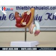 Mô hình bệnh lý hệ sinh dục nam giới
